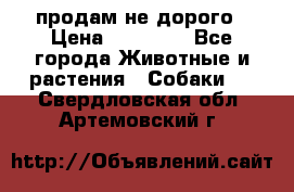 продам не дорого › Цена ­ 10 000 - Все города Животные и растения » Собаки   . Свердловская обл.,Артемовский г.